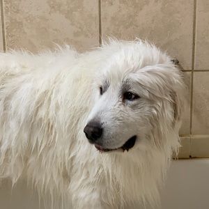 Meet your Posher, Jeng